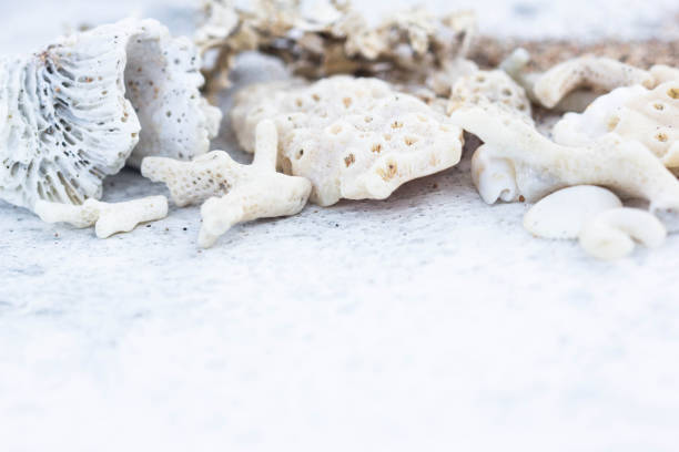 istock Macro of Dried White Corals, Shells and Moss Background with Copy Space. Summer, Spa, Marine and Vacation Concept. 1128500236