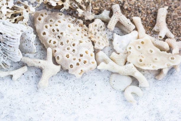 istock Macro of Dried White Corals, Shells and Moss Background with Copy Space. Summer, Spa, Marine and Vacation Concept. 1128500289