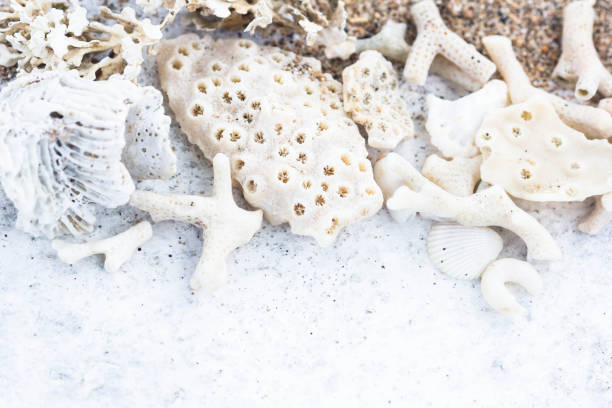 istock Macro of Dried White Corals, Shells and Moss Background with Copy Space. Summer, Spa, Marine and Vacation Concept. 1128500305