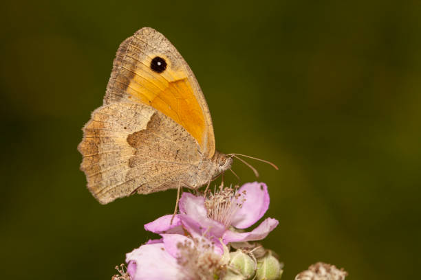 istock butterfly nature flower macro drop 1128502773
