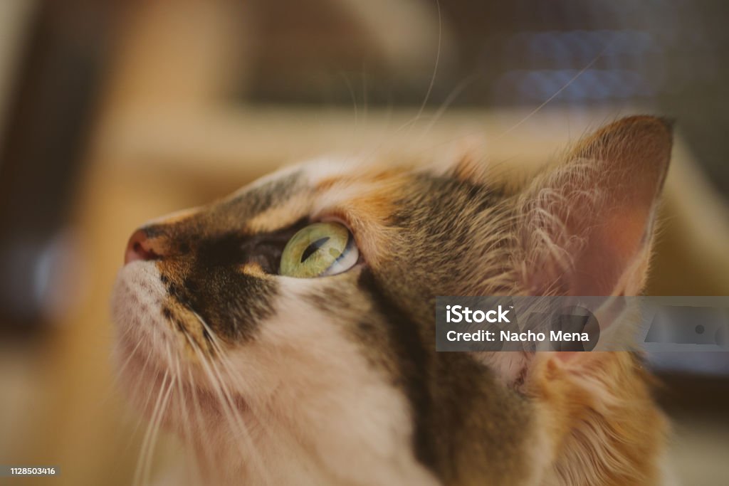 Cat portrait. Close up of beautiful long haired cat with selective focus. Cat portrait. Close up of beautiful long haired cat with selective focus. Domestic animals, pets concept. Animal Stock Photo