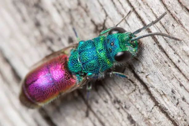 close up of a ruby tailed wasp