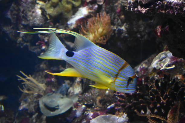 istock Pretty fish on the coral 1128505140