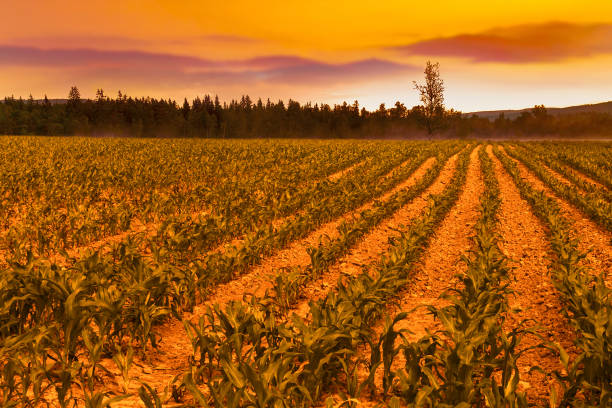 wschód słońca nad polem kukurydzy - 3693 zdjęcia i obrazy z banku zdjęć