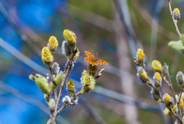 A butterfly Polygonia c-album on pussy-willow branches with catkins, spring background