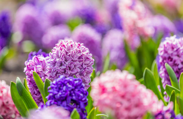 istock Large flower bed with multi-colored hyacinths, traditional easter flowers, flower background, easter background 1128509765