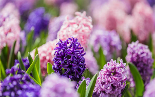 istock Large flower bed with multi-colored hyacinths, traditional Easter flowers, flower background, Easter background 1128509798