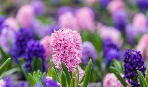 istock Large flower bed with multi-colored hyacinths, traditional easter flowers, flower background, easter background 1128509846