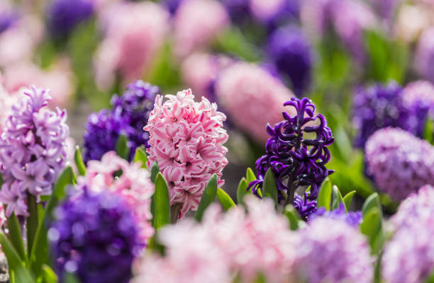 istock Large flower bed with multi-colored hyacinths, traditional easter flowers, flower background, easter background 1128509888
