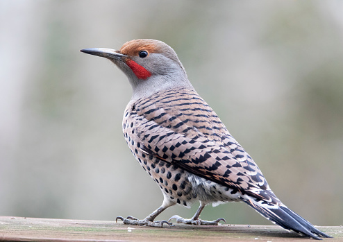 Northern Flicker perched on a fence.