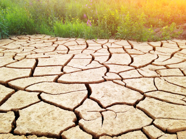 terra rachada durante uma seca, perto de exuberante vegetação verde da grama e flores. contraste na natureza. conceito de vida e morte. - global warming cracked dirt earth - fotografias e filmes do acervo