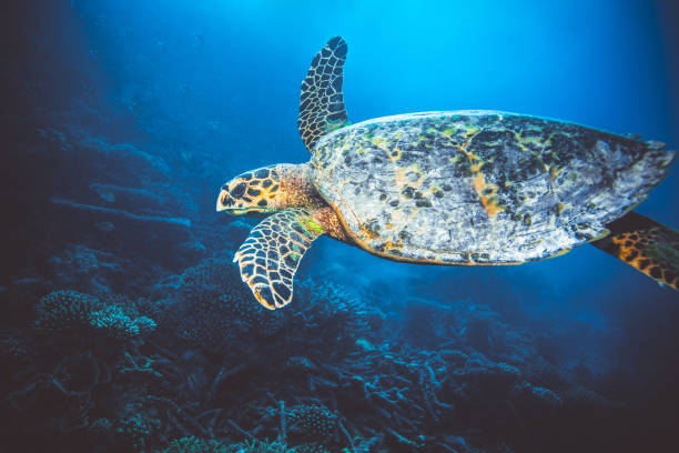 istock Large sea turtle swimming in Indian Ocean 1128511943