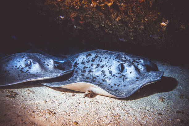 istock Stingray fish sitting under a coral reef 1128511947