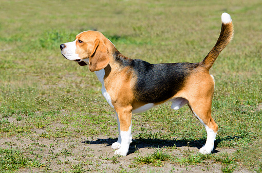 The tricolor Beagle stands on the grass in the park.