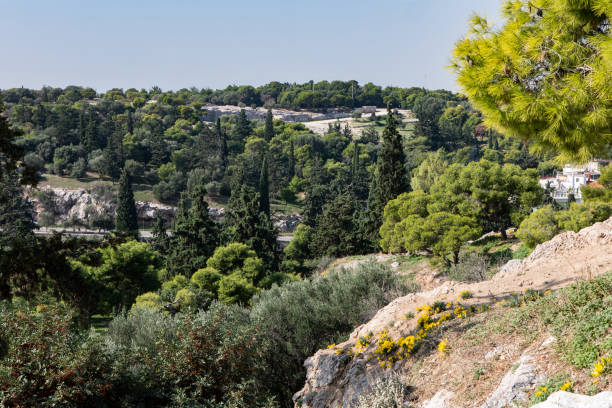 istock Yellow autumn crocus flowers on the Areopagus hill 1128512850