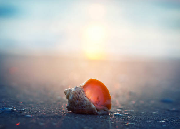 istock Sea shell on the sea and sandy beach sunset blurred background. Write Your Text Here. 1128515116