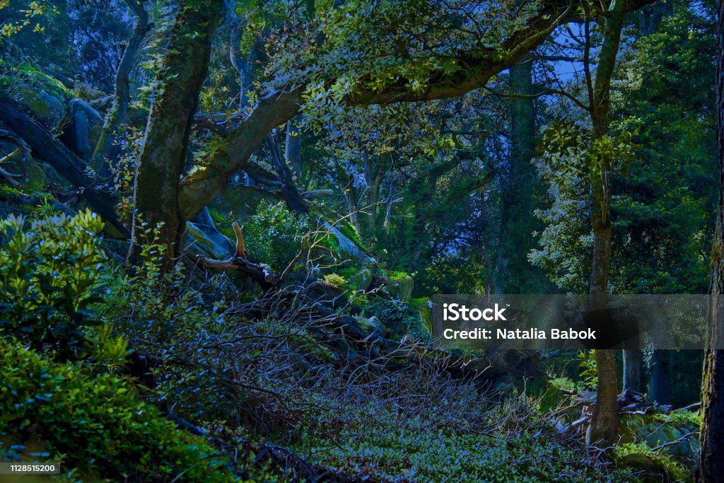 Wild, tropical, fairytale forest at night in the moonlight Rainforest Stock Photo