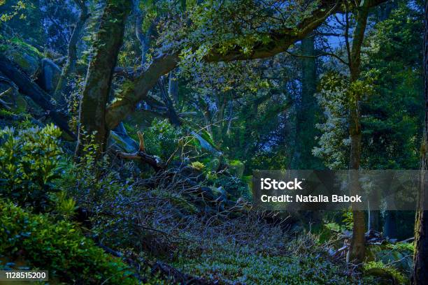 Wild Tropical Fairytale Forest At Night In The Moonlight Stock Photo - Download Image Now