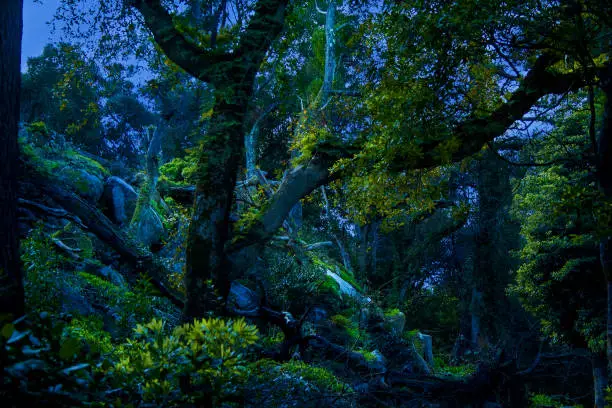 Wild, tropical, fairytale forest at night in the moonlight