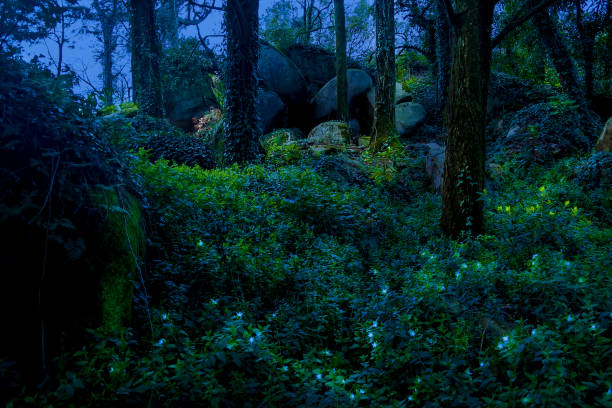 Fabulous blue flower with small lights in the middle of a wild forest in the moonlight at night Fabulous blue flower with small lights in the middle of a wild forest in the moonlight at night красота stock pictures, royalty-free photos & images