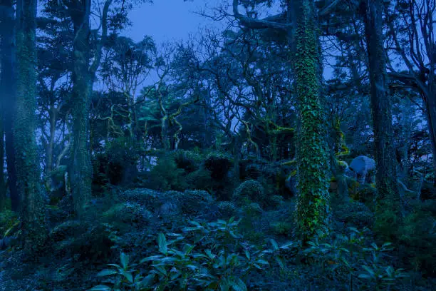 Wild, tropical, fairytale forest at night in the moonlight