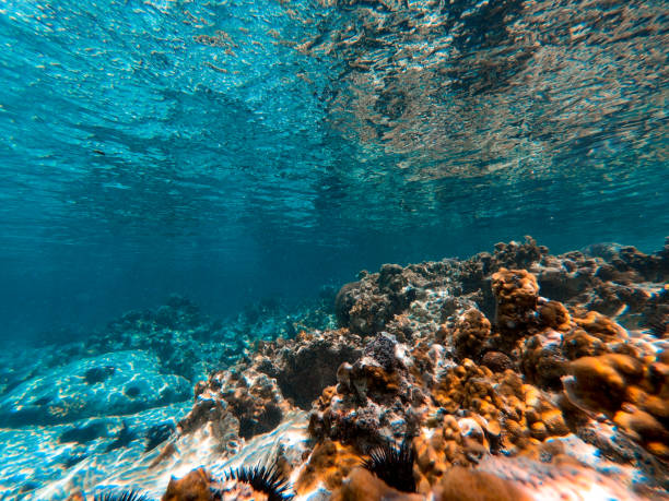istock Indian Ocean Underwater Scenery Near Zanzibar 1128515495