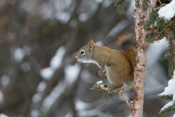 istock American red squirrel in winter 1128516371