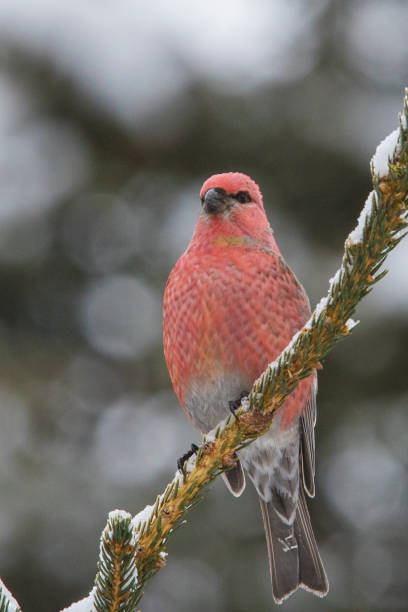 istock pine grosbeak in winter 1128516374