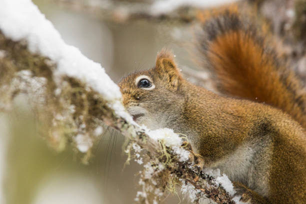 istock American red squirrel in winter 1128516743