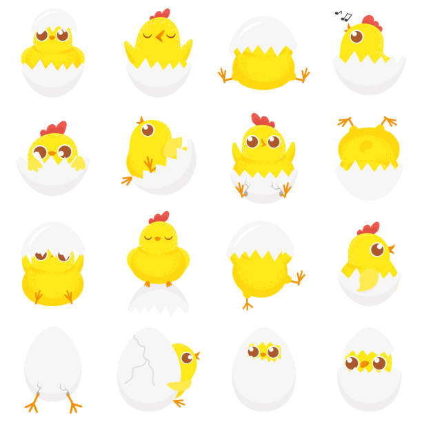 ilustraciones, imágenes clip art, dibujos animados e iconos de stock de lindo pollo en el huevo. polluelo de pascua bebé, recién nacidos pollos en cáscara de huevo de granja niños pollitos aislado dibujos animados y vector ilustración conjunto - chicken yellow isolated young animal