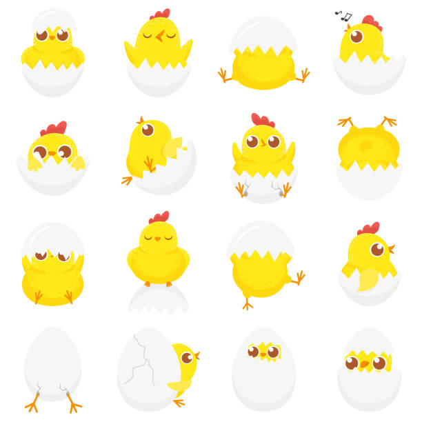 ładny kurczak w jajku. wielkanocne dziecko pisklę, nowo narodzone kury w skorupkach jaj i pisklęta rolnicze izolowane kreskówki zestaw ilustracji wektorowych - young bird stock illustrations