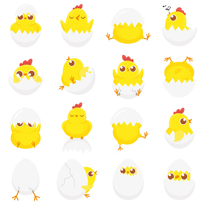 Cute chicken in egg. Easter baby chick, newborn chickens in eggshell and farm kids chicks. Chicken bird in cracked eggs. Isolated cartoon vector illustration icons set