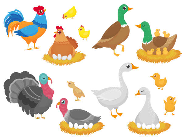 bauernhof vögel. geflügel huhn, gans ente vogel und der türkei familiennest isoliert cartoon-vektor-set - duck animal egg isolated bird stock-grafiken, -clipart, -cartoons und -symbole