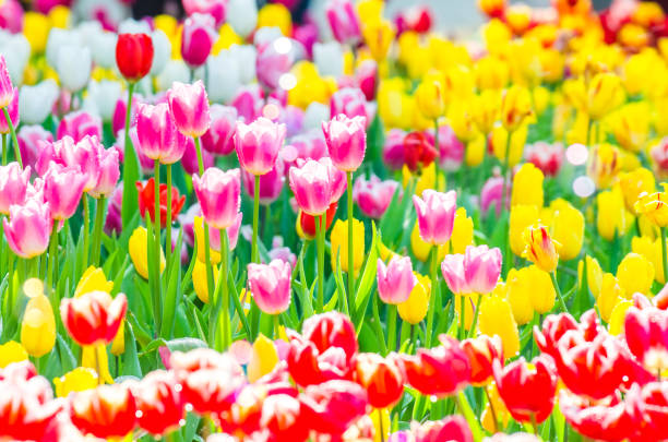 istock Blooming tulips in the garden 1128521616