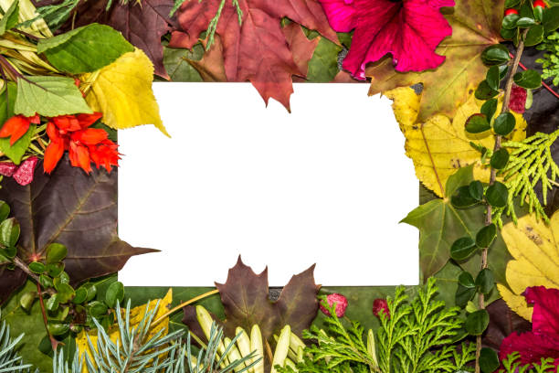 istock Empty white card. Fallen leaves and branches of Christmas trees. White background isolated 1128522719