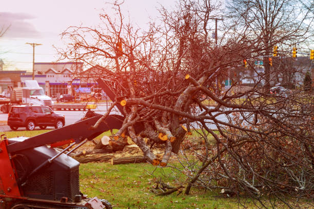 Tree branches are placed for chipping cut trees after the storm Tree branches are placed for chipping of cut trees after the storm moving van stock pictures, royalty-free photos & images