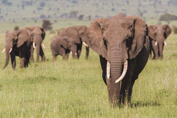 istock African Elephant on the Serengeti Savannah 1128523817