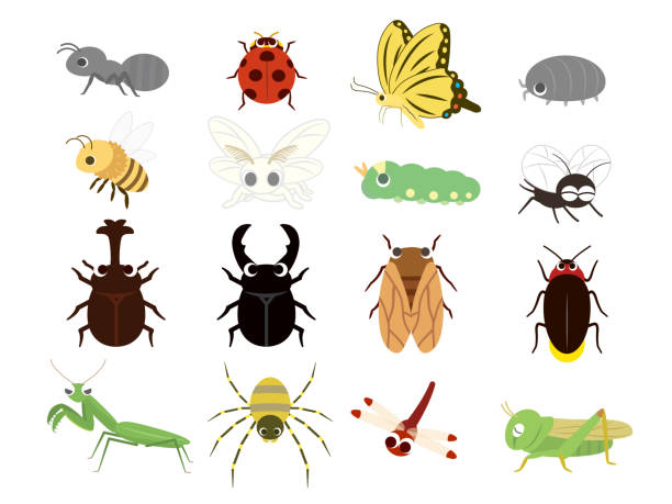 곤충 아이콘 set1 - 누에나방 이미지 stock illustrations