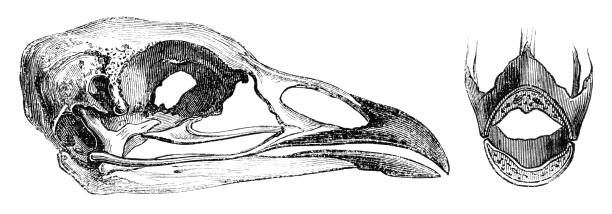 przekrój czaszki indyka - xix wiek - animal skull animal bone anatomy animal stock illustrations