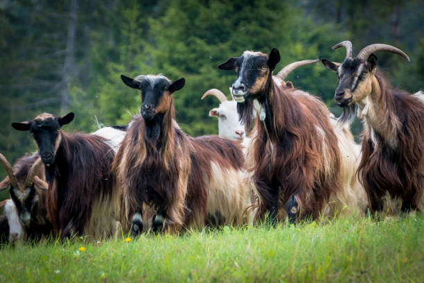 istock portrait of domestic goat 1128527317