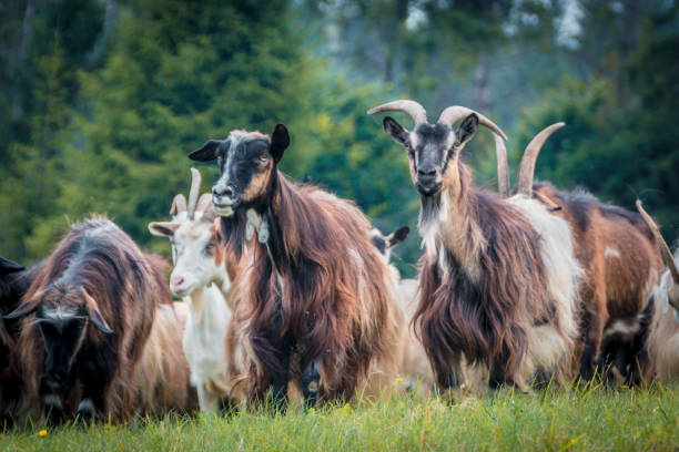 istock portrait of domestic goat 1128527326