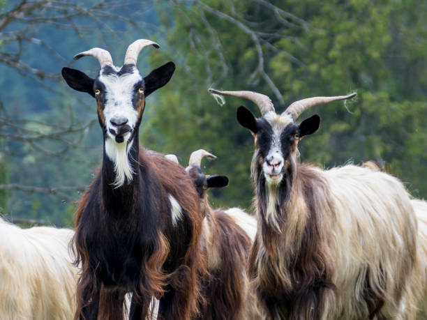 istock portrait of domestic goat 1128527340