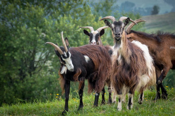 istock portrait of domestic goat 1128527404