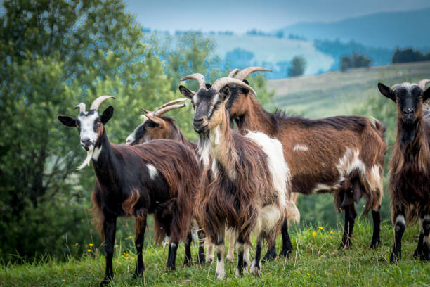 istock portrait of domestic goat 1128527411