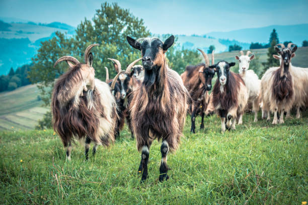istock portrait of domestic goat 1128527452