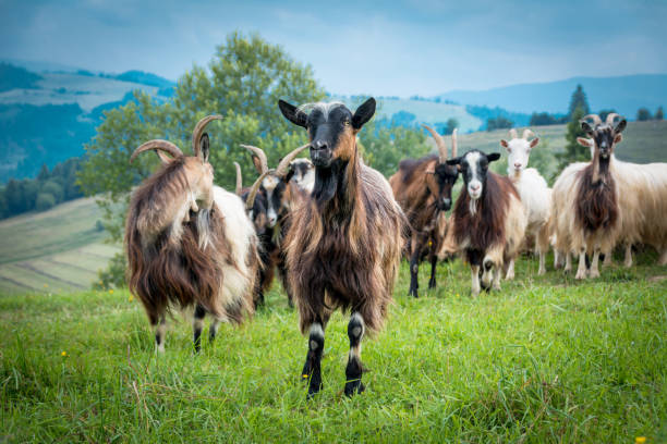 istock portrait of domestic goat 1128527457