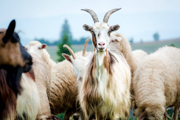 portrait of domestic goat portrait of domestic goat on the pasture cashmere stock pictures, royalty-free photos & images