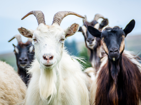 portrait of domestic goat on the pasture