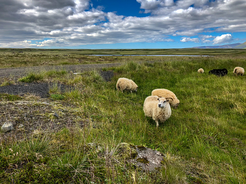 Wild sheep in Iceland