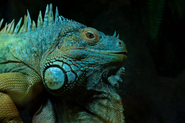 istock Portrait of iguana 1128529154